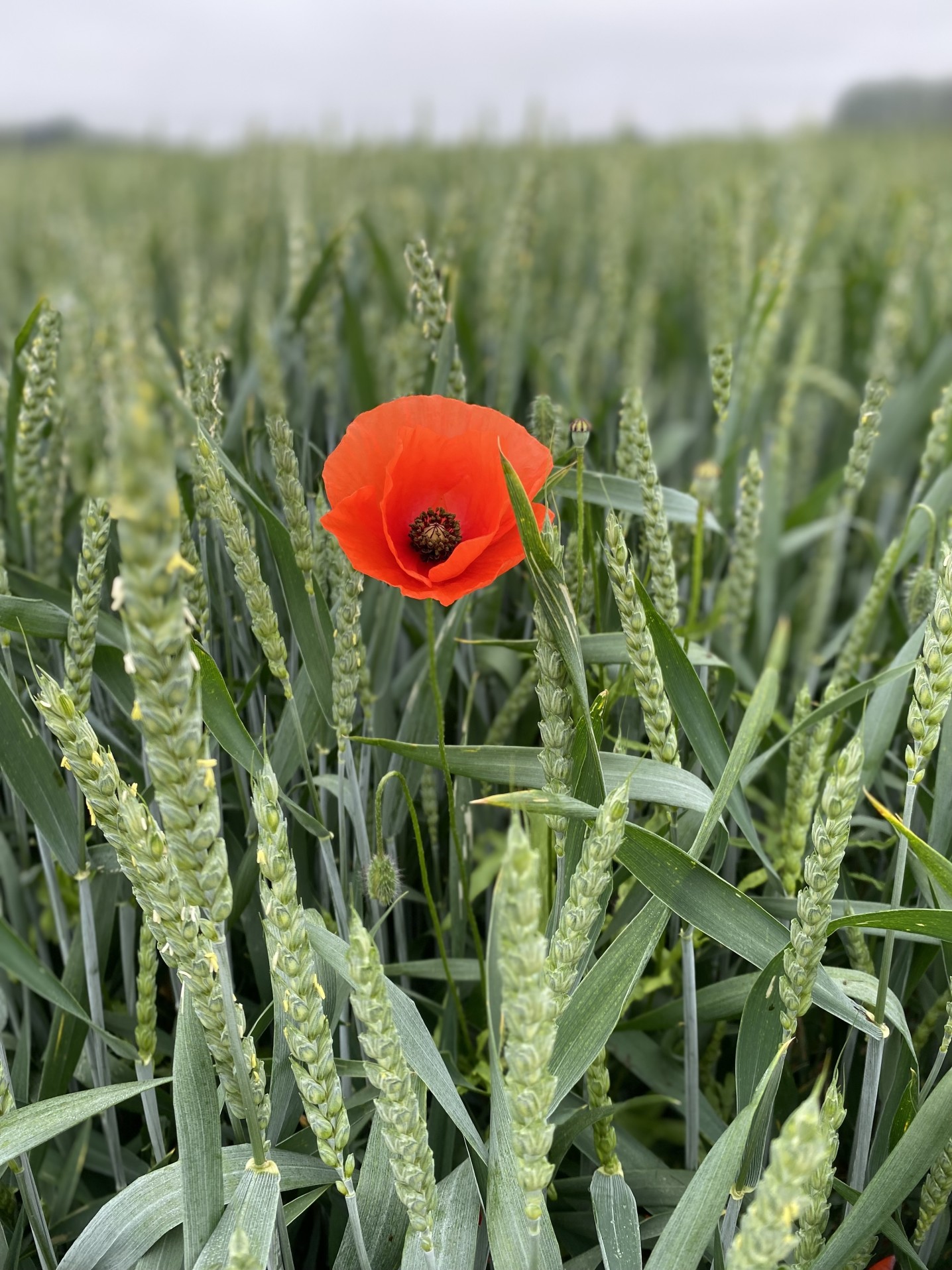 nature-wheat-poppy-red-flower-depth-of-field-wheat-field-red-poppy-red-poppy-flower-pops-of-color_t20_0dBNo2